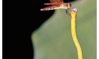 蝶儿飞舞的诗句 关于蜻蜓的诗句